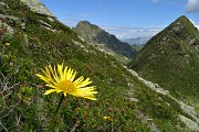 40 Rododendri rossi e Doronico del granito (Doronicum clusii) per lo svettante Pizzo del Vento 